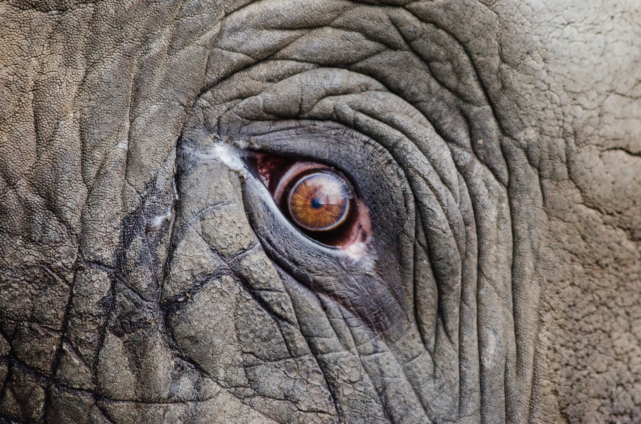 De olifant in de raad: politiek benoemde rechters en de Hoge Raad voor de Justitie