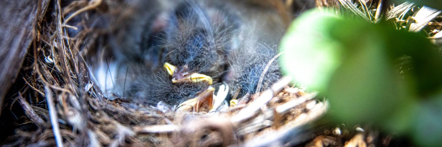 Verblijfsregeling kinderen na scheiding: birdnesting cover