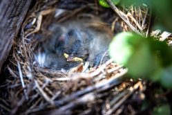 Verblijfsregeling kinderen na scheiding: birdnesting cover