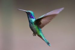 De ornitholoog en de vogel cover