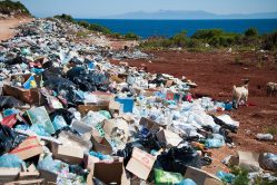 Ecocide: een doelgerichte uitroeiing van het milieu? cover