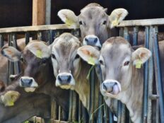 Naar nieuwe juridische instrumenten voor dierenwelzijn cover