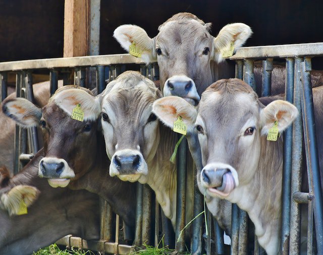 Naar nieuwe juridische instrumenten voor dierenwelzijn cover