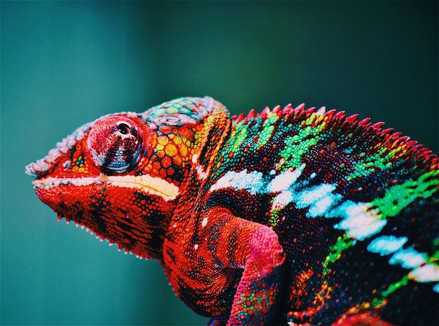 De kaaimantaks anno 2023: een kameleon met vele gedaanten