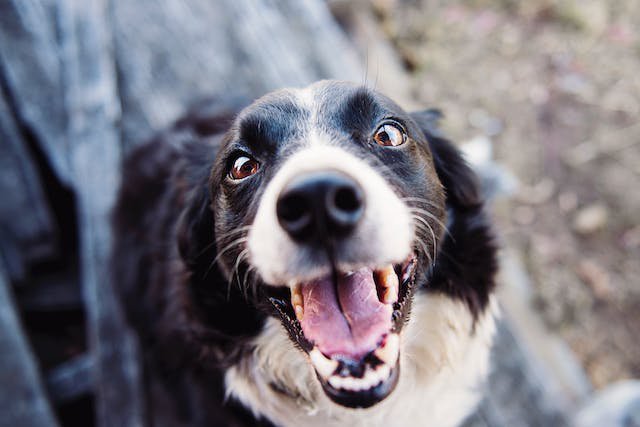 Is een familiale verzekering nuttig voor hondenbaasjes? cover