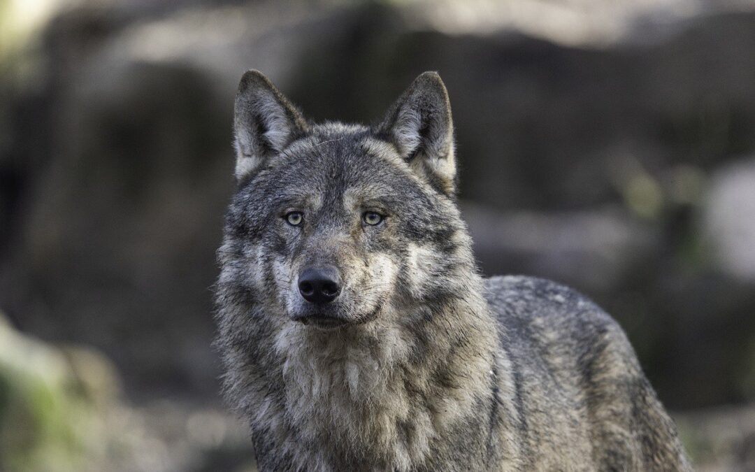 De minister van Justitie is een elfje en fee. Als ze maar geen wolf wordt