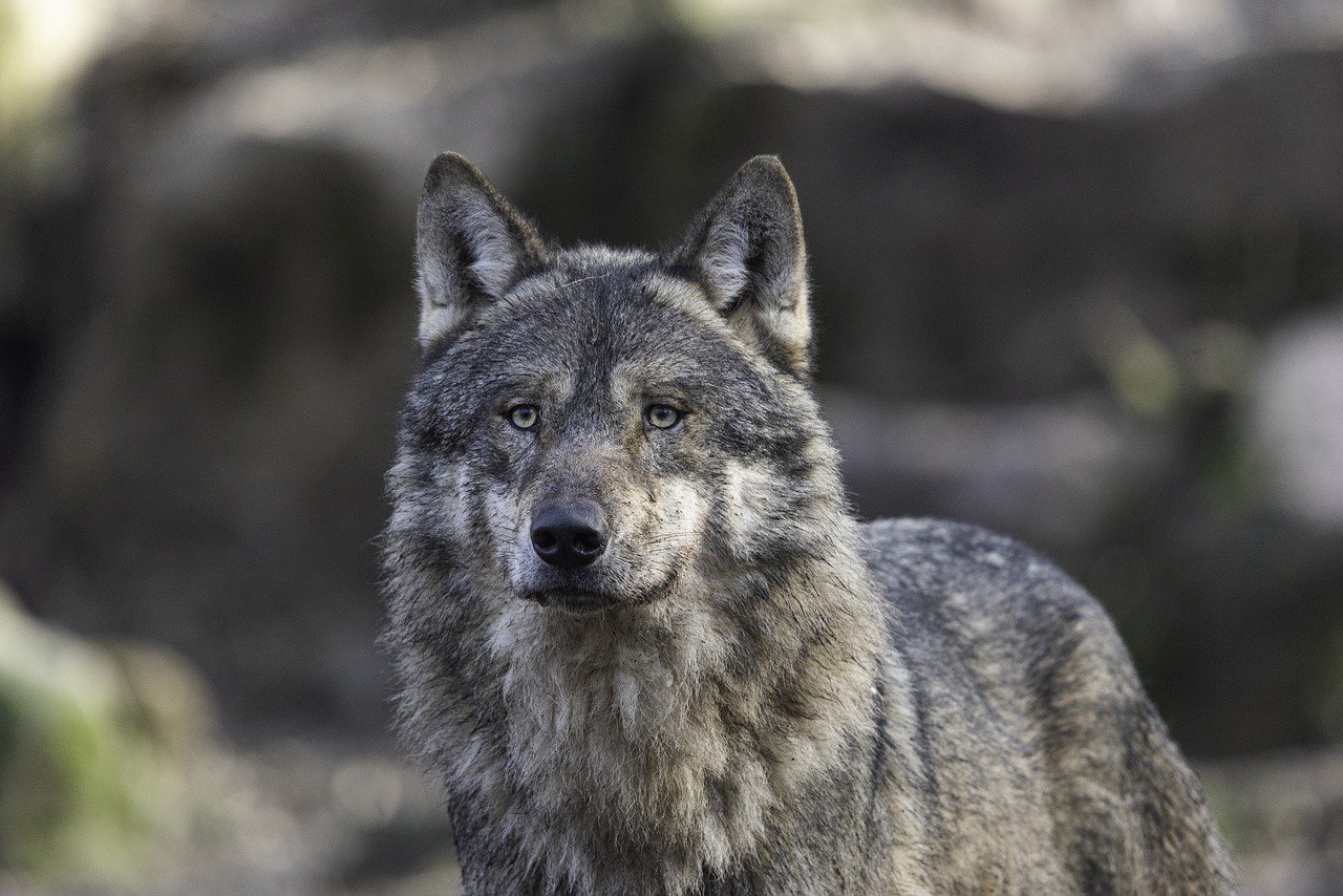 De minister van Justitie is een elfje en fee. Als ze maar geen wolf wordt cover